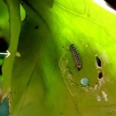 浅葱斑　弥生卵