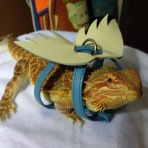 やさしい悪魔の穏やかな生活