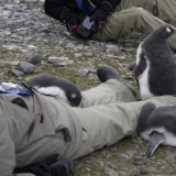 ペンギン「お、人間やんけ！襲ったろ！」