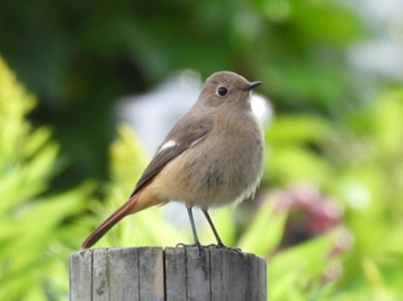 2025年11月5日の野鳥公園