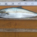 中本渡船ブログ