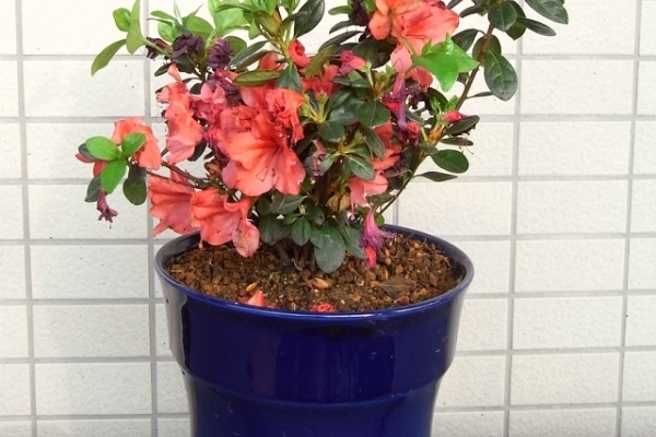 Kochan S ベランダ菜園blog マンションガーデニング 家庭菜園 仙台グルメ キャンペーン情報等 09年05月