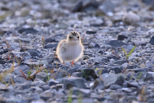 ヒロちゃんの花と鳥日記 - 佐賀