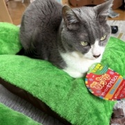 100円クッションで作る猫ベッド