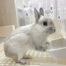 うさぎのルリ(12/26追記)