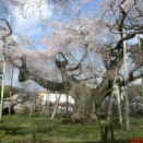 天之香具山と高山、ネタニエフ、海外流出する研究者