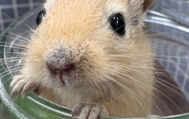 『 新しい小動物の紹介です🐹』の画像