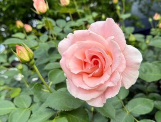 ＊この時期出たシュートは切る？切らない？｜ロココ