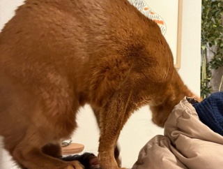 曲芸ひめちゃん