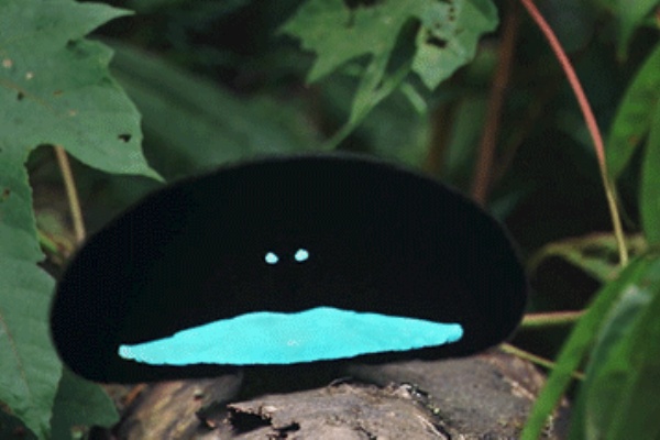 光吸収率99.95%!?「カタカケフウチョウ」とかいうこの世で