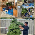 芳春院盆栽日記・76