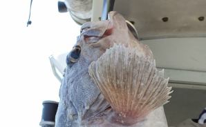 釣った魚の"喉"を調べたら…