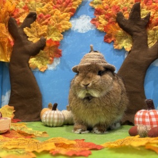 うさぎブログ　うさぎのしっぽ公式ブログ「日々しっぽ」