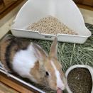 ミニなうさぎさん