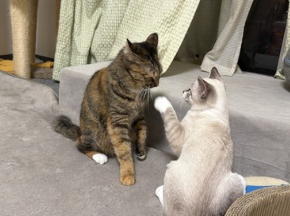 どこまで猫を叱るか　20260721