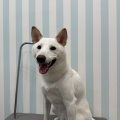 柴犬のふーたくん💎