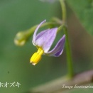イヌホオズキ (バカナス)