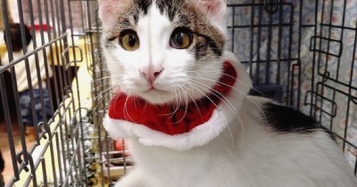 昨日は年内最後のカインズ鶴ヶ島店譲渡会♪