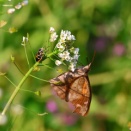 ナガメ/ Eurydema rugosa