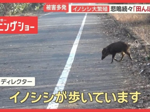 イノシシ大繁殖…1000頭超　悲鳴続々「田んぼ全滅」　突進で歩行者大けが　車に衝突も