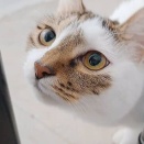 里親さんを待ってる猫たち(4/6)