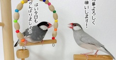 文鳥合唱部の朝練