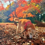 かぼすちゃんとおさんぽ。