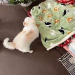 わんことアロマと手ごねパン