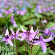 北海道の広大な公園のエゾエンゴサクの花畑