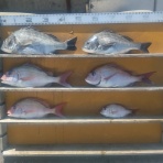 中本渡船ブログ