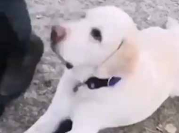 足を交互にクロスしてみた。こやって、こう♪ → 犬も隣でこうします…