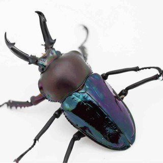 GOKUSAISHIKI(サブ)