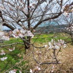 平成元年デビュー2