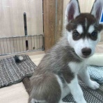 京都 カインズ木津川店ペッツワンコーナースタッフブログ