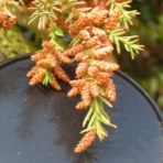 花粉観察ライブ