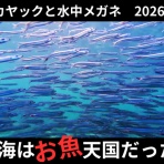 三浦ｄｅシーカヤック sea to summit