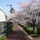 『那須の山退却のち草加の花見２０１２　　』の画像
