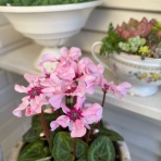 のばらのガーデニングブログ　Hana and Rose Garden+