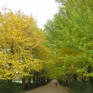 もみじ狩り🍁　第984回