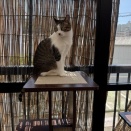 8月お預かりの猫ちゃんたち