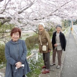 『花見ドライブ🌸』の画像