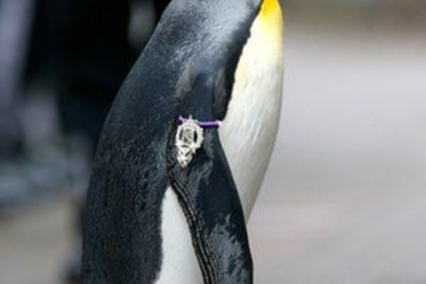 英国とノルウェーの友好 間を取り持つのはマスコットペンギンのニルス オーラブ卿 この度 准将に昇進したそうです もふもふちゃんねる