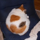 猫に小判を与えたら。 埋蔵金：弐千弐拾伍両　まぁっ、1回で済んだかぁ。