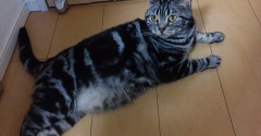 実物のﾈｺﾁｬﾝたちセカンド274