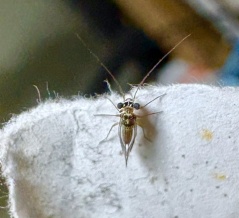 この昆虫の名前を知ってる方いたら教えて下さい！