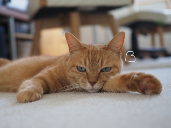 猫だって暑すぎるのは嫌！