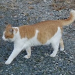 世界初ネコ村　　ネコも人も楽しく暮らす