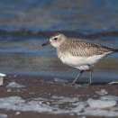 ダイゼン成鳥非繁殖羽 Grey Plover