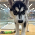 ハスキーちゃん❤️