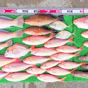 2026年2月14日　釣果